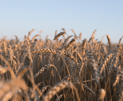 Digital Harvest: Exploring the Rise of Online Agricultural Trading
