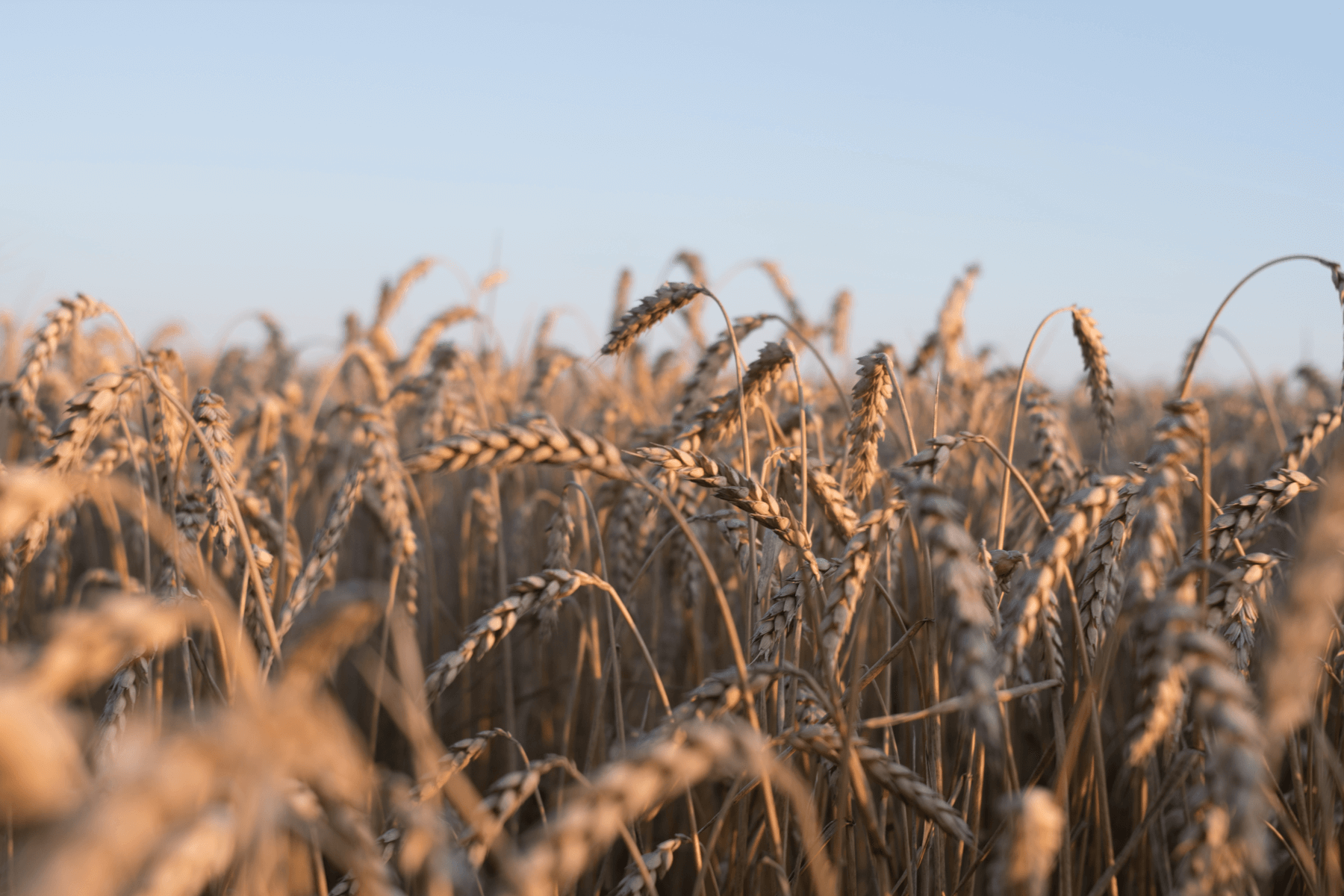 Digital Harvest: Exploring the Rise of Online Agricultural Trading